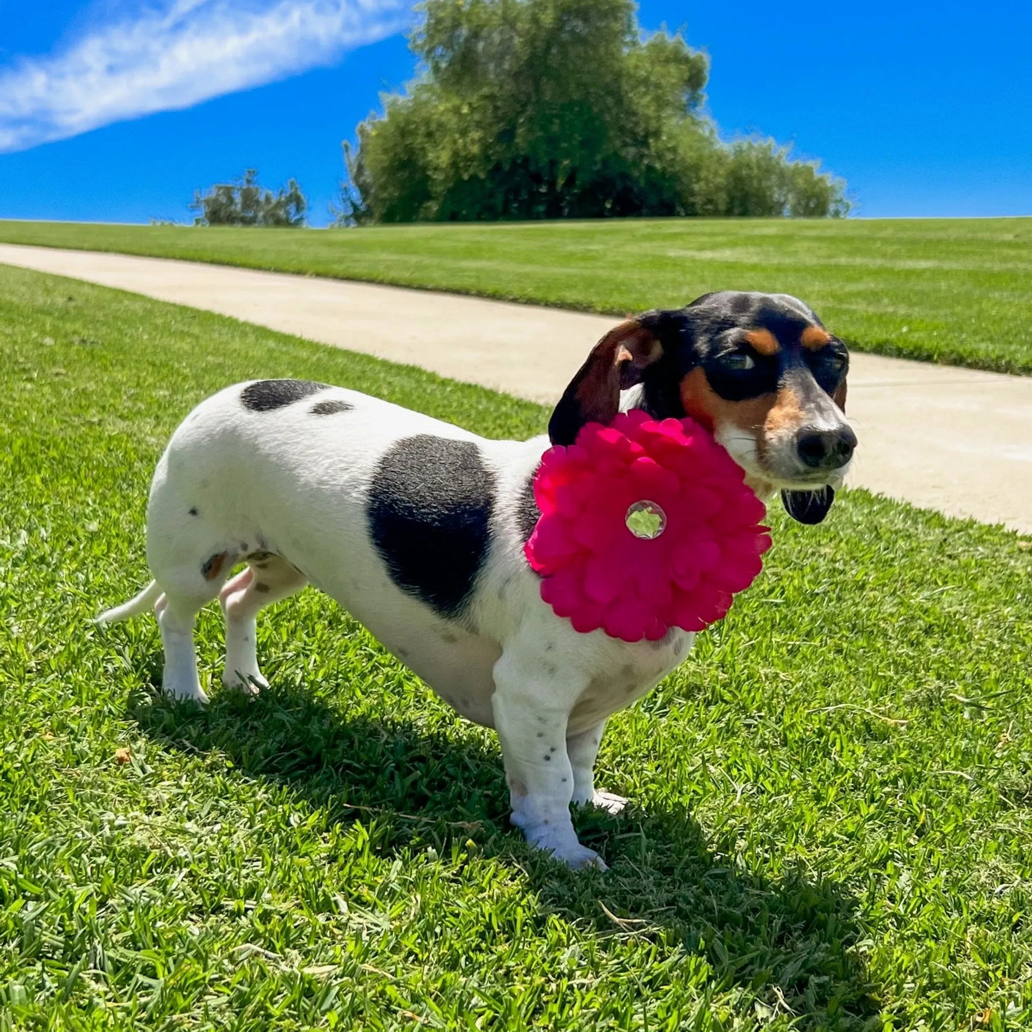 FL2002 | Daisy Flower Dog/ Cat Bow on Velcro Collar Attachment|Pets Ribbons