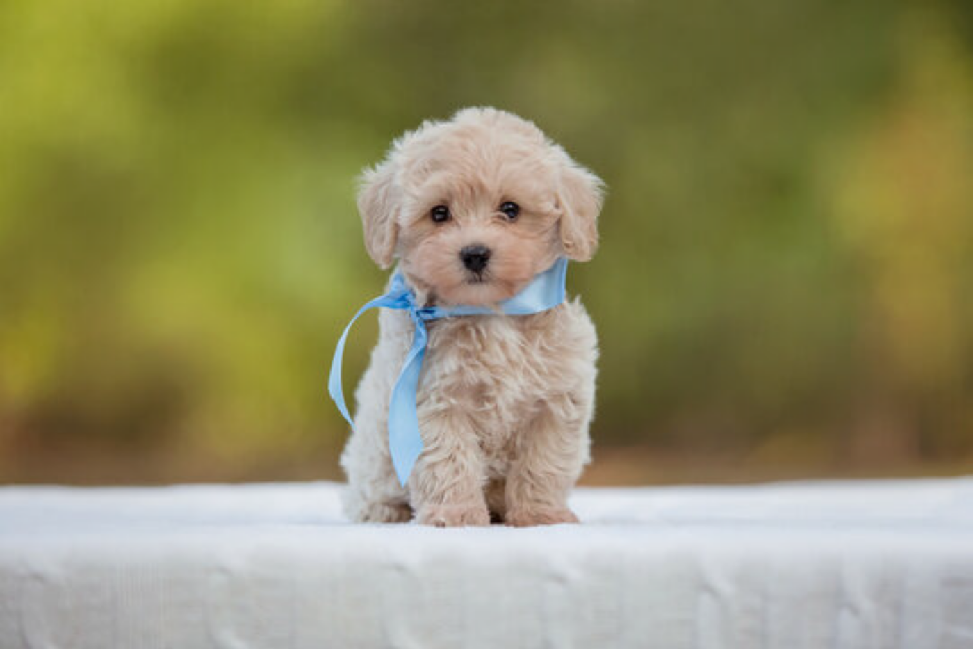 Puppy Love