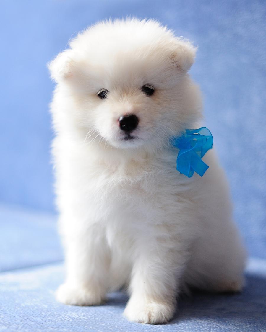 Shop Fluffy Toys