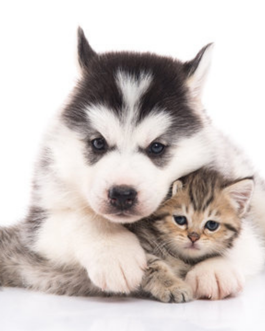 ADULT DOG GIFTS